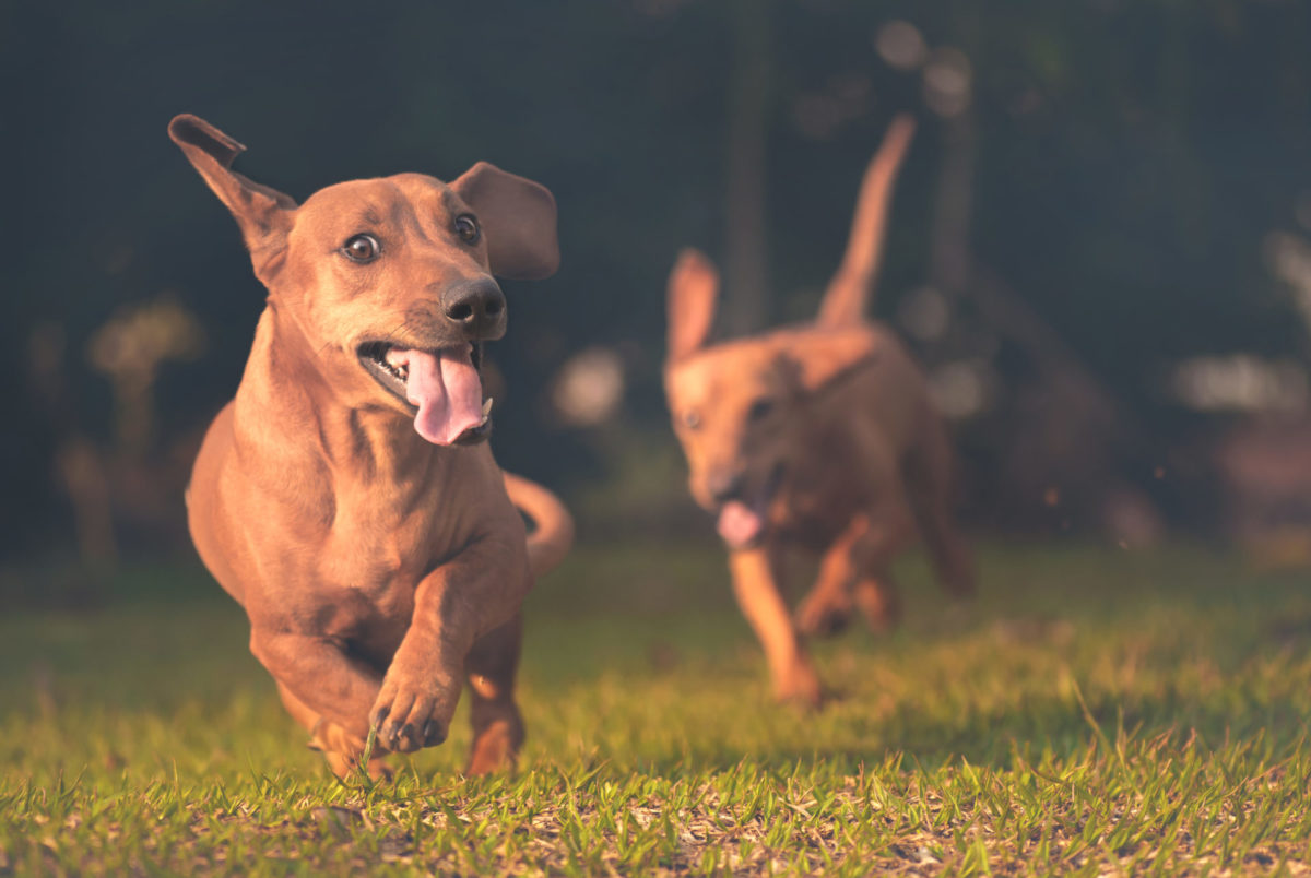 Dogs Chasing Each Other