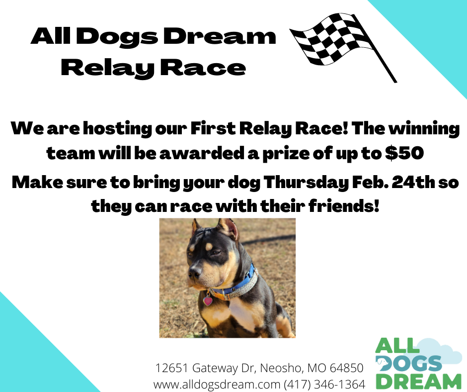 More Events Coming at All Dogs Dream!