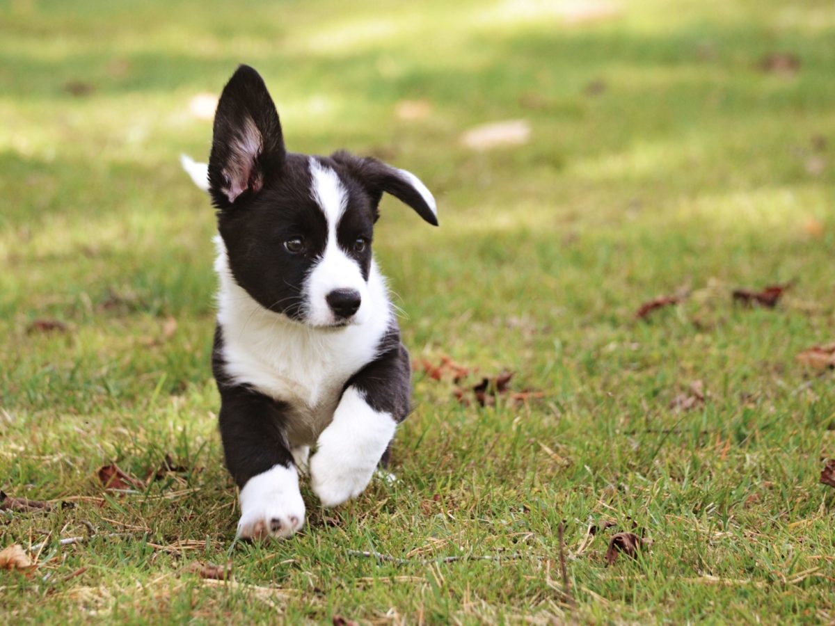puppy running