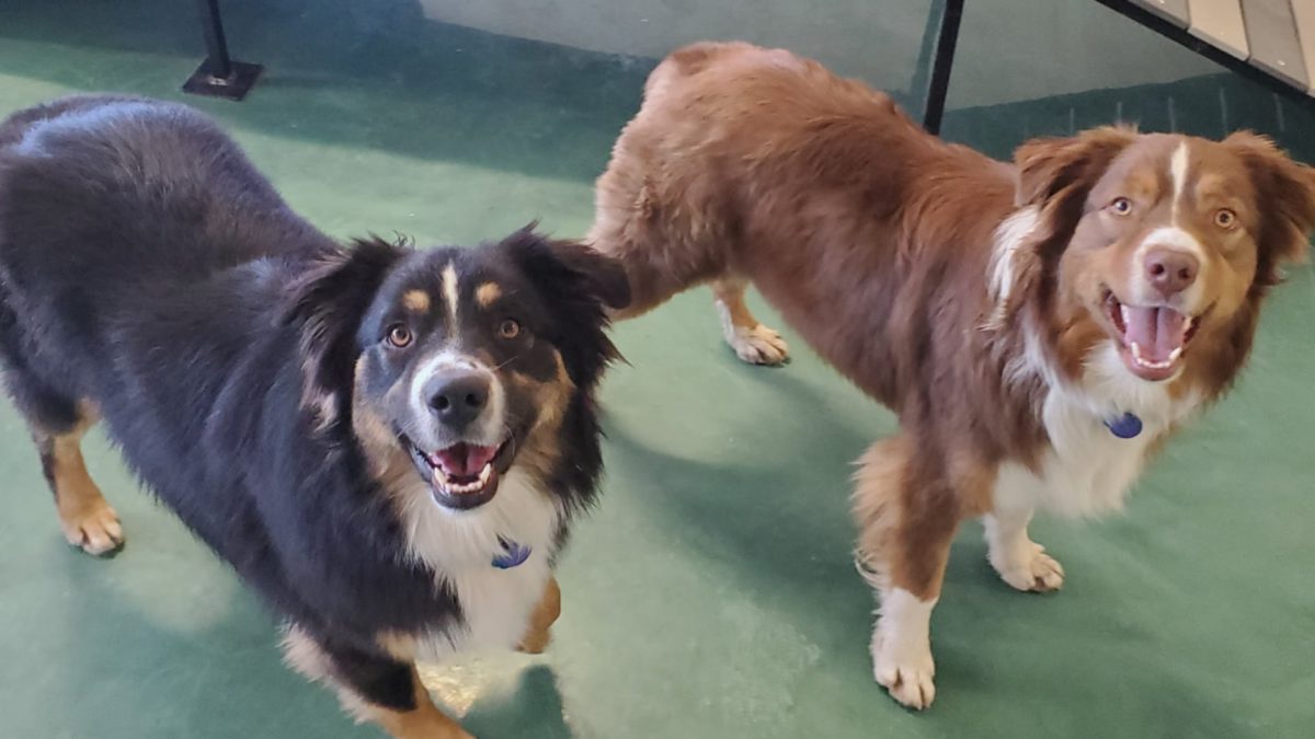 All-Dogs-Dream-Meet-Greetfeatured image