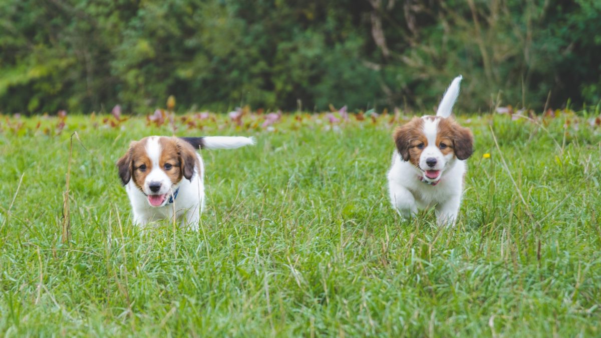 3-ways-puppies-need-socializationfeatured image
