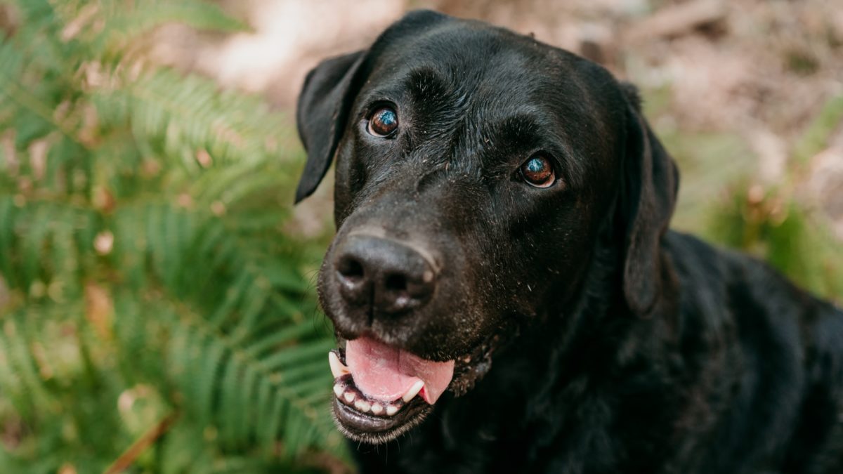 Why-We-Help-Find-Homes-for-Retiring-Breeding-Dogsfeatured image
