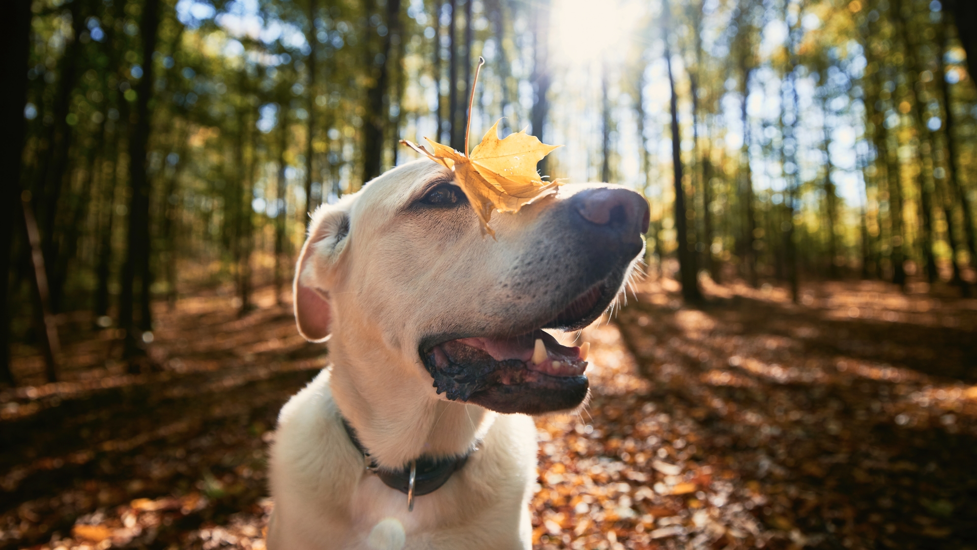 Picture of 7 Tips to Help You Care for An Older Dog – All Dogs Dream