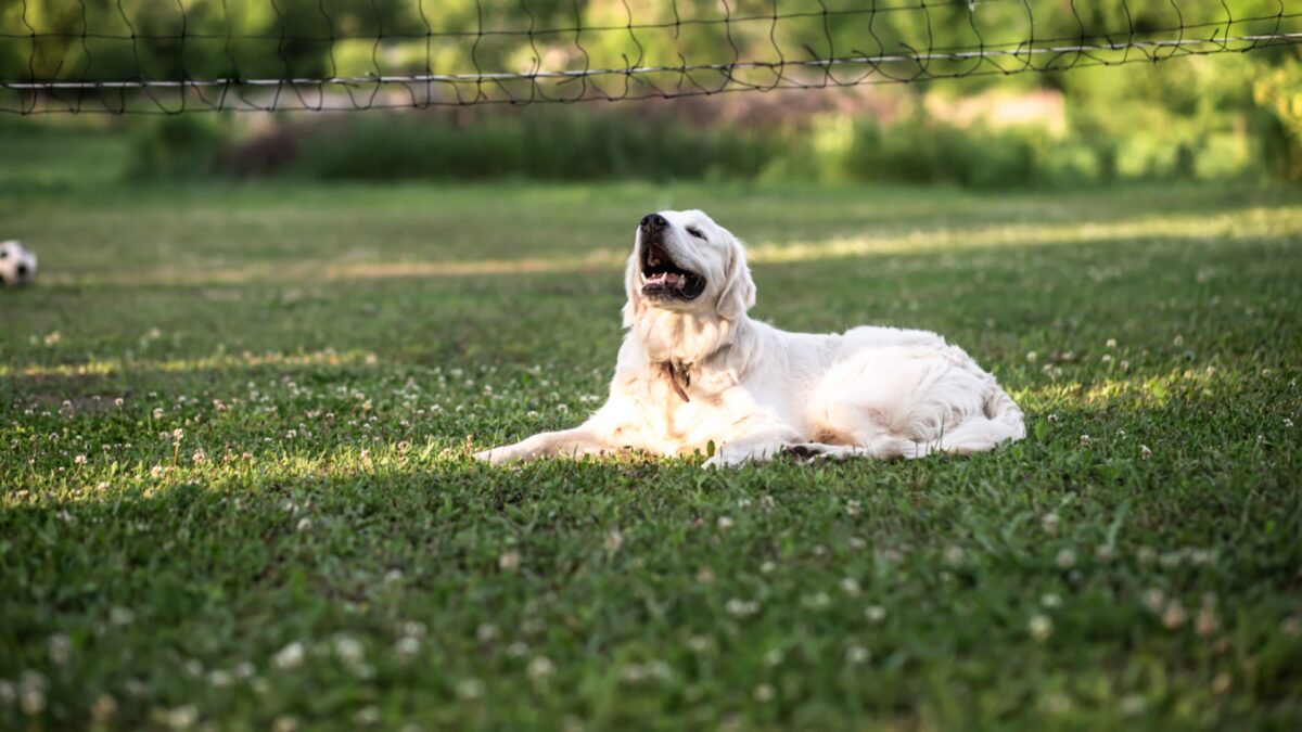 Dog-allergiesfeatured image