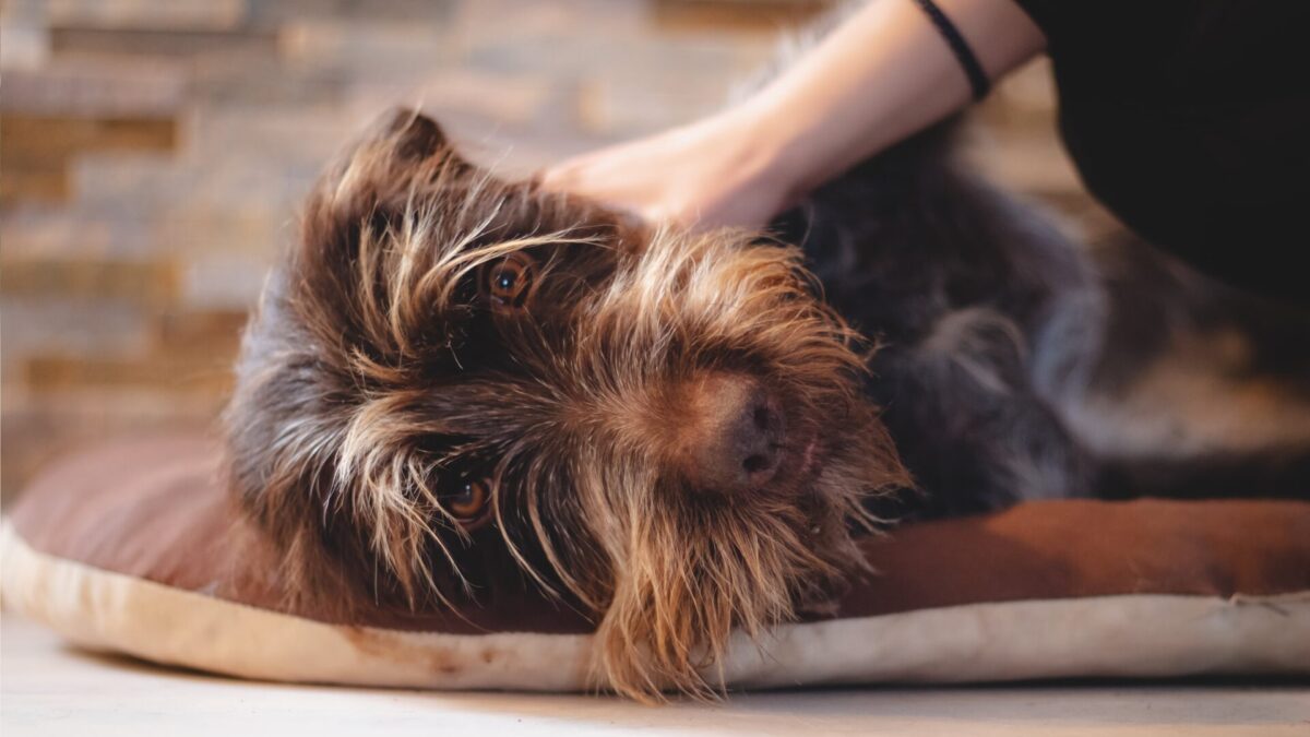 Dog Behavior 101 Why Do Dogs Kick When You Scratch Them?