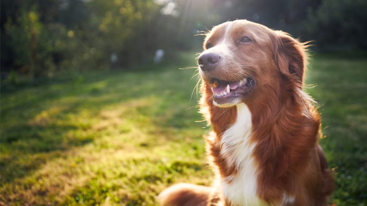 Why Is My Dog Grinding His Teeth? 3 Reasons And How To Help